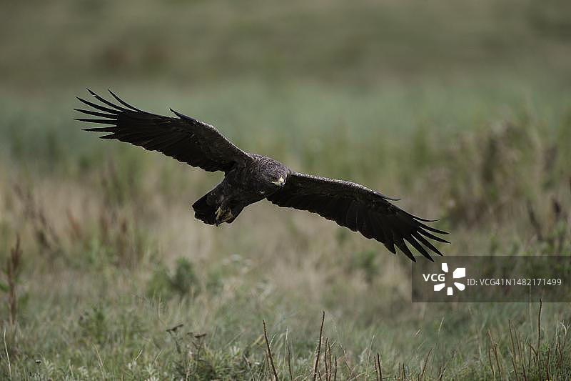 小斑鹰飞行，德国梅克伦堡-前波美拉尼亚图片素材