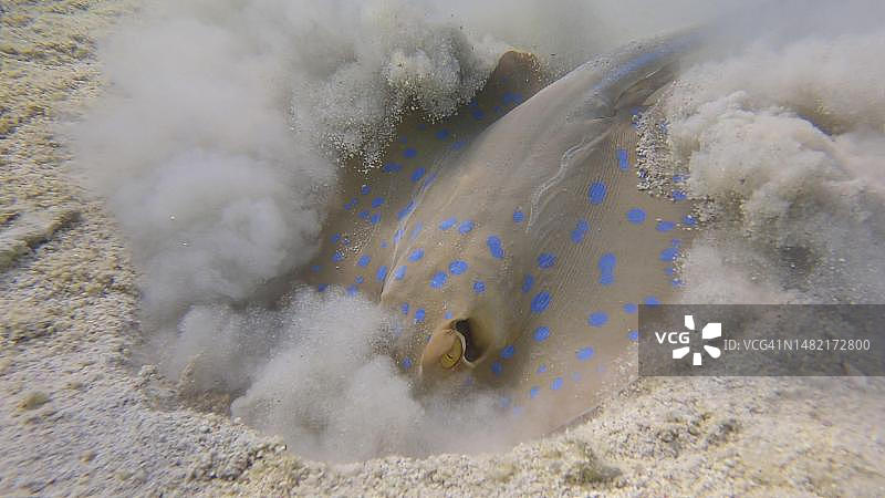 蓝点魟在海底觅食（红海，埃及）图片素材