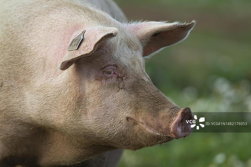 成年家猪头部特写，英国萨福克图片素材