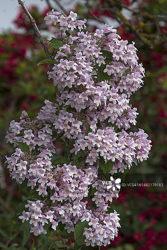 德国巴伐利亚的卫矛花图片素材