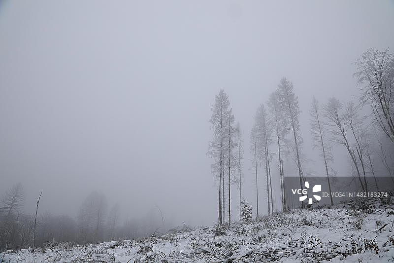 德国北莱茵-威斯特法伦州，雾天冬季被树皮甲虫破坏的云杉森林图片素材