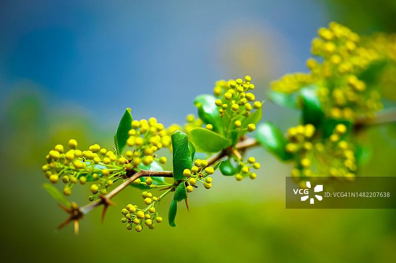 绿色野花图片素材