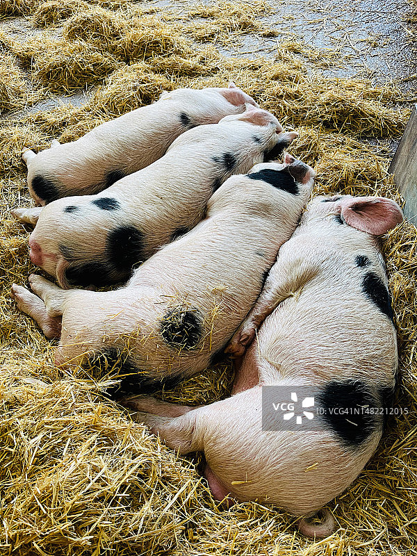 四只小猪图片素材