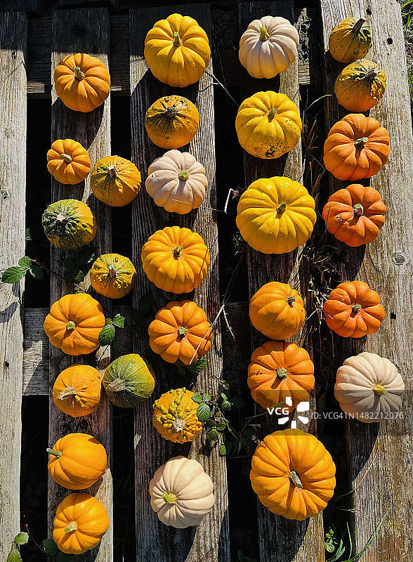 迷你南瓜精选图片素材