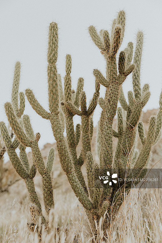 美国安扎博雷戈沙漠州立公园仙人掌特写图片素材