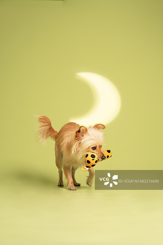 创意造型背景下的狗的影棚摄影，多米尼加共和国圣多明各图片素材