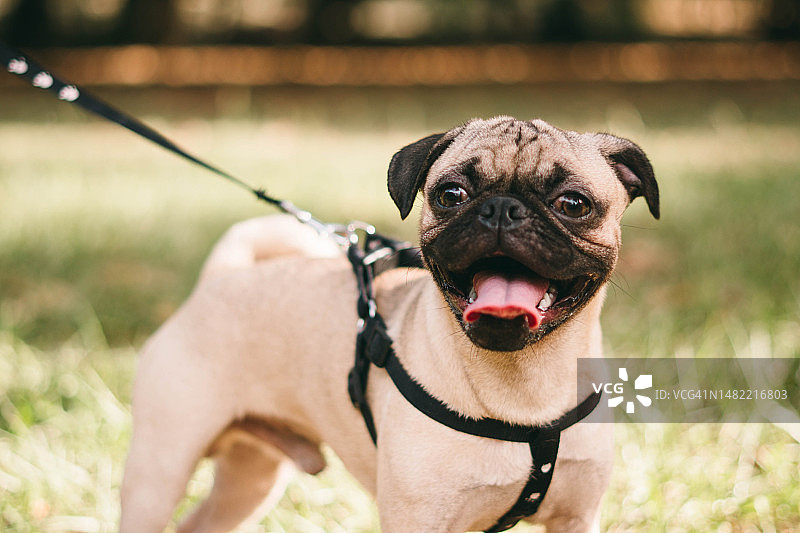 巴哥犬坐在多米尼加共和国圣多明各的田野上的肖像图片素材