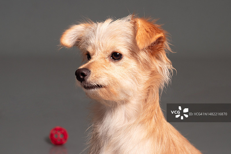 多米尼加共和国圣多明各的混血人眺望远方特写图片素材