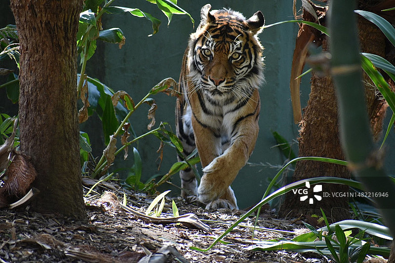 站在澳大利亚森林里的苏门答腊虎肖像图片素材
