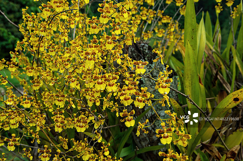 盛开的棒叶兰图片素材