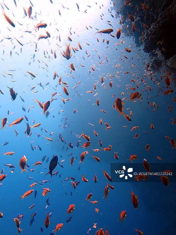 蓝洞潜水点的红色海鱼图片素材