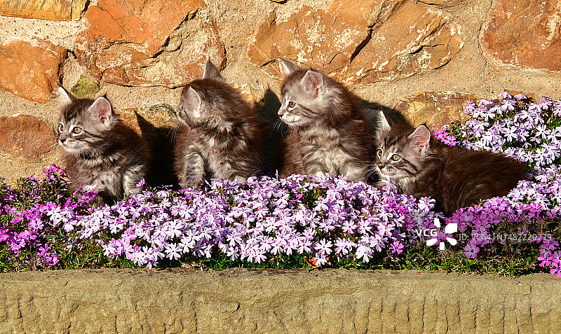 托斯卡纳阿雷佐省的福禄考和缅因猫图片素材