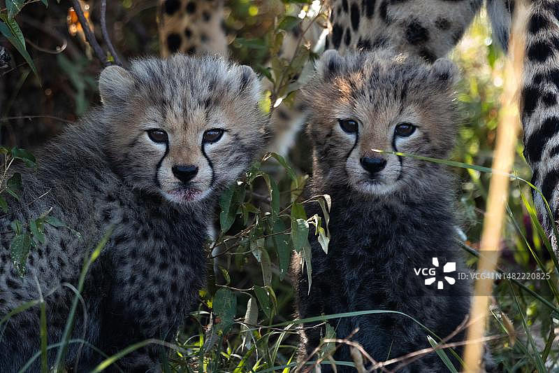 田野上的猫咪肖像图片素材