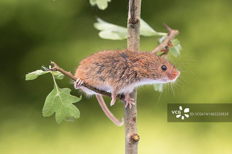 英国多塞特郡植物上的松鼠特写图片素材