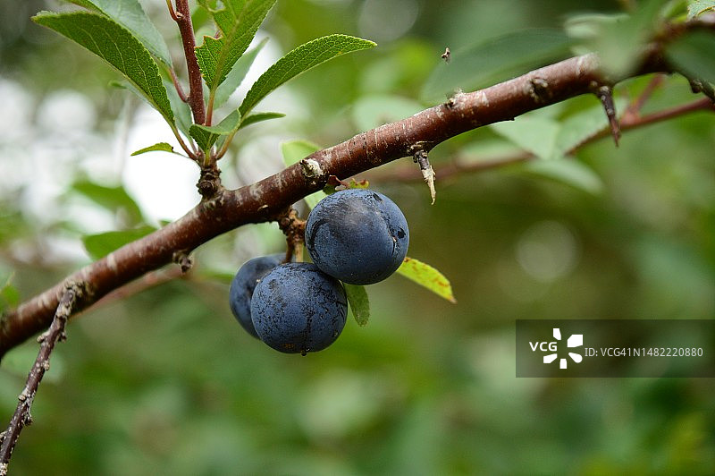 法国布列塔尼生长的蓝莓特写图片素材