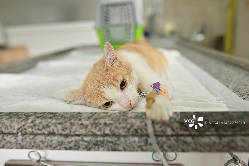 输液猫咪在宠物医院手术台上图片素材