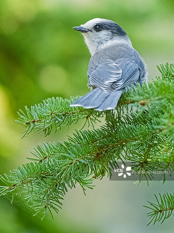 贾斯珀国家公园在加拿大阿尔伯塔省图片素材