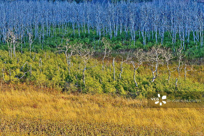 加拿大阿尔伯塔省的沃特顿国家公园图片素材