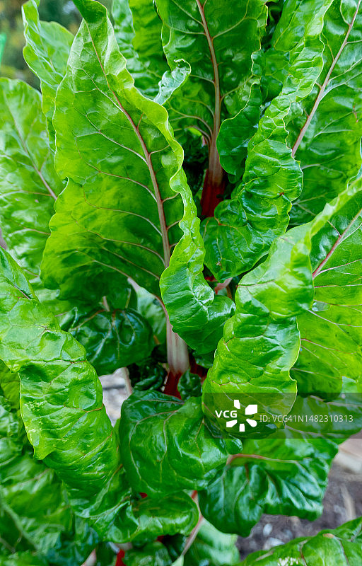 绿色多叶的甜菜或生菜特写图片素材