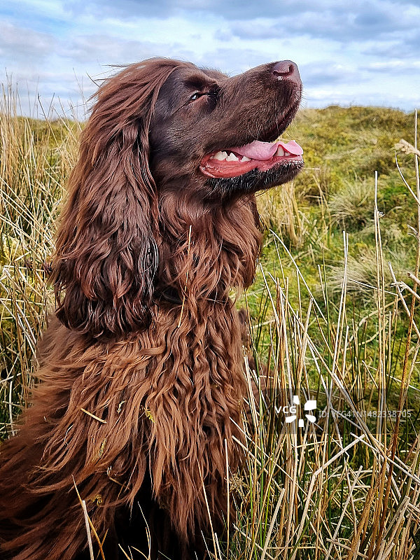 巧克力色可卡犬图片素材