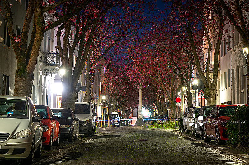 德国波恩夜晚街道上的樱花树图片素材