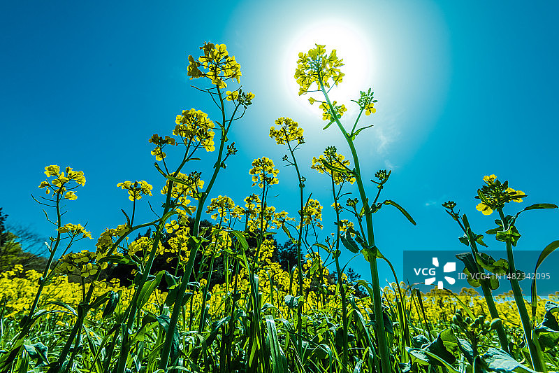 阳光下的蓝色油菜花田图片素材