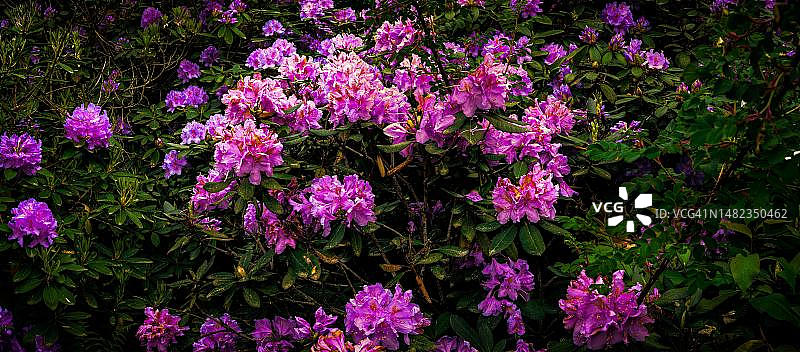 德国下萨克森州哈姆比伦的粉色杜鹃花全景照片图片素材