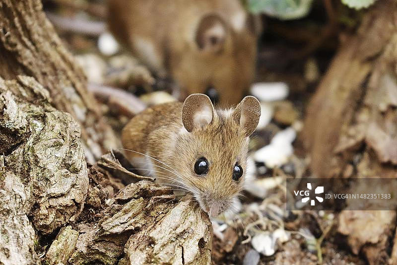 林姬鼠站在树杈上，德国黑森州韦茨拉尔图片素材