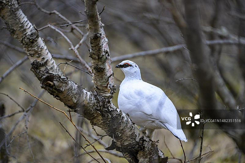 雷鸟（Lagopus muta），冬羽，冰岛图片素材