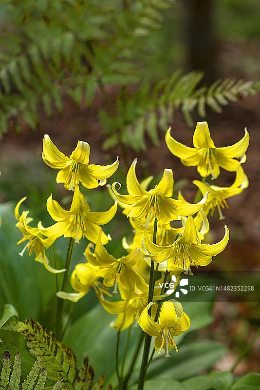 德国巴伐利亚植物园的黄色鹿齿花"图片素材