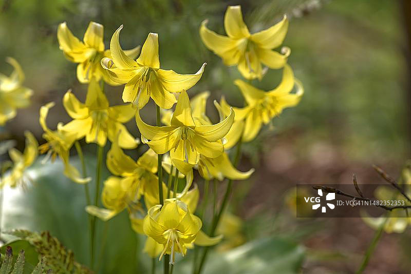 德国巴伐利亚植物园的黄色鹿齿花"图片素材