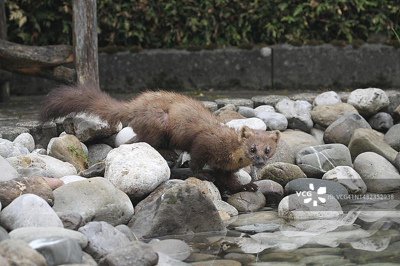 在德国巴伐利亚阿尔高花园池塘边的松貂图片素材