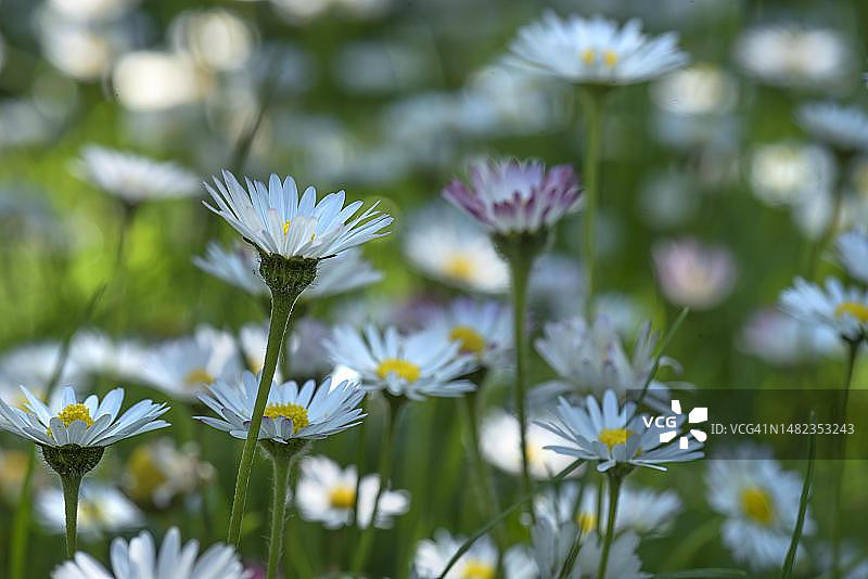 德国巴伐利亚草甸中的雏菊（雏菊，Bellis perennis）图片素材