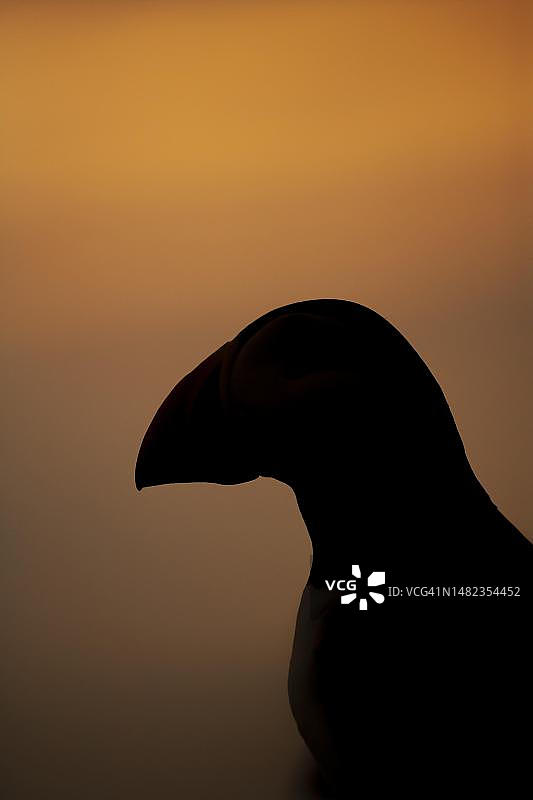 日落时分，斯库默岛上的大西洋海鹦鹉剪影，英国威尔士彭布罗克郡图片素材