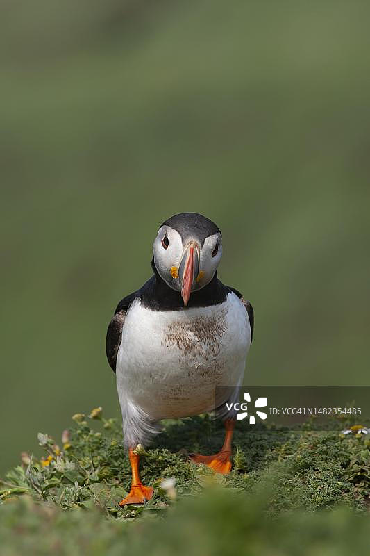 大西洋海鹦站立在悬崖顶上，英国威尔士彭布罗克郡斯库默岛图片素材