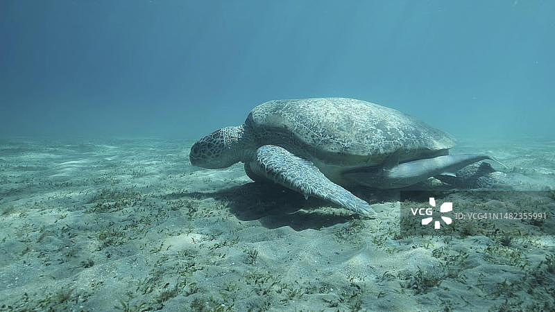 绿海龟栖息于覆盖海草的海床上，红海，埃及图片素材
