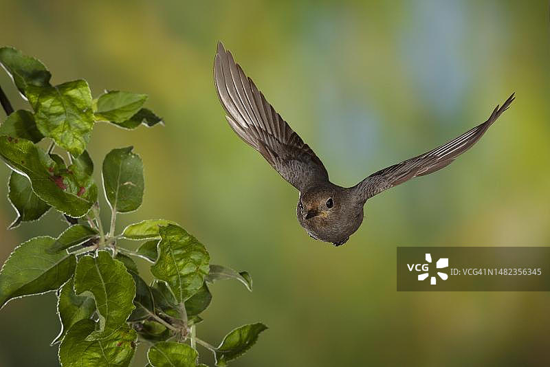 红尾鸲(Phoenicurus ochruros)雌鸟在飞行中携带食物,德国图林根图片素材
