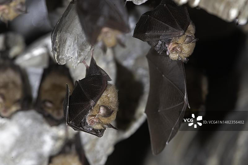 小蹄蝠每周与幼崽一起栖息，德国图林根图片素材