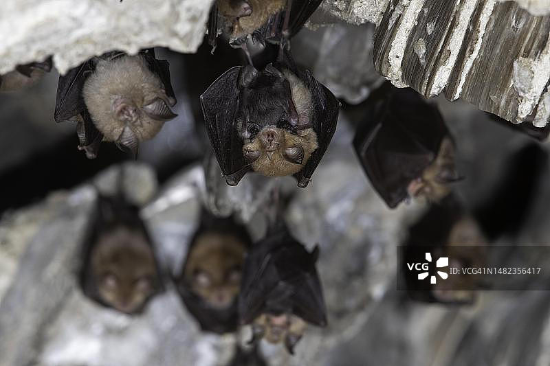 小蹄蝠每周与幼崽一起栖息，德国图林根图片素材