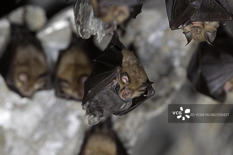 小蹄蝠每周与幼崽一起栖息，德国图林根图片素材