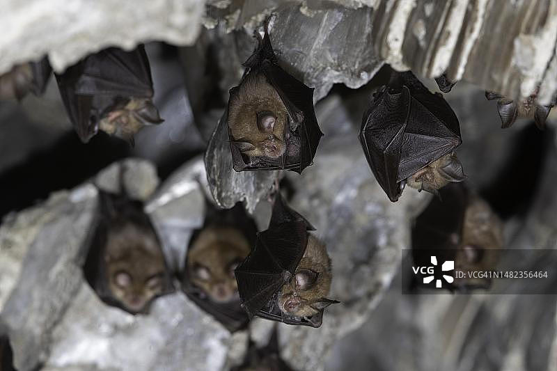 小蹄蝠每周与幼崽一起栖息，德国图林根图片素材