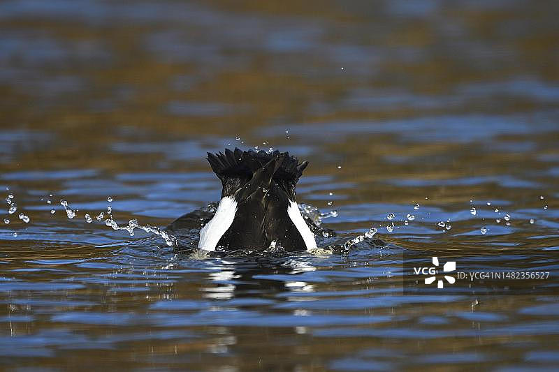 潜水的凤头潜鸭雄鸟，德国北莱茵-威斯特法伦鲁尔区图片素材