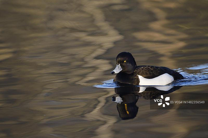凤头潜鸭（雄性），德国北莱茵-威斯特法伦鲁尔区博特罗普图片素材