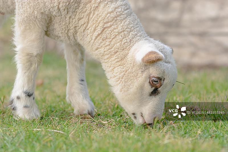 法国阿尔萨斯春季牧场上的小羔羊图片素材