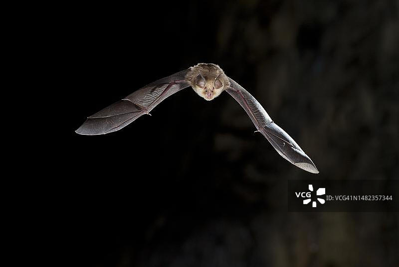 飞行中的迈赫利蹄蝠，保加利亚图片素材