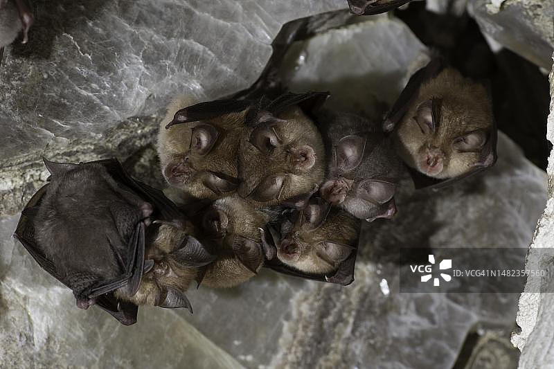 小蹄蝠每周与幼崽一起栖息，德国图林根图片素材