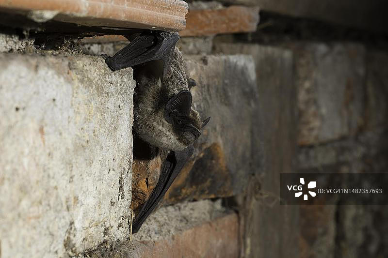 双色蝙蝠，德国图林根州图片素材