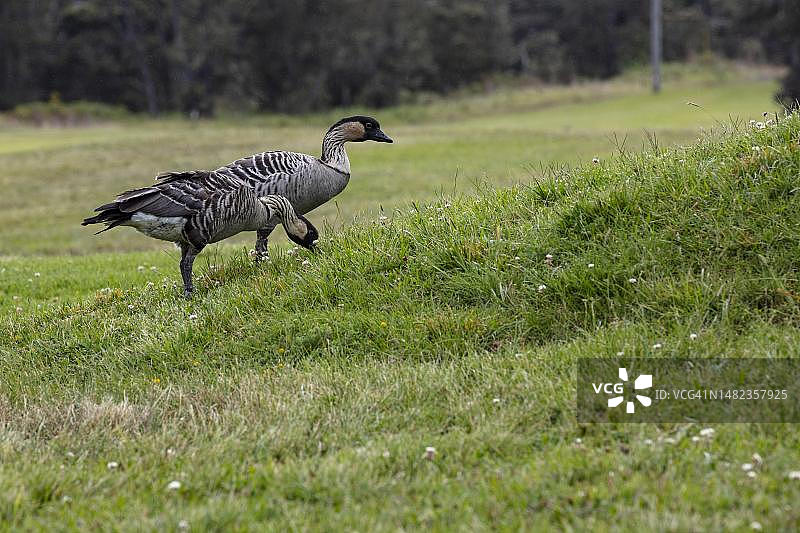 夏威夷鹅（黑雁），一对当地内内鹅，在草坪上，火山村，大岛，夏威夷，美国图片素材