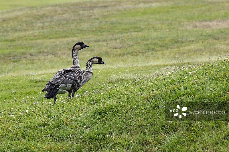 夏威夷鹅（黑雁），一对当地内内鹅，在草坪上，火山村，大岛，夏威夷，美国图片素材