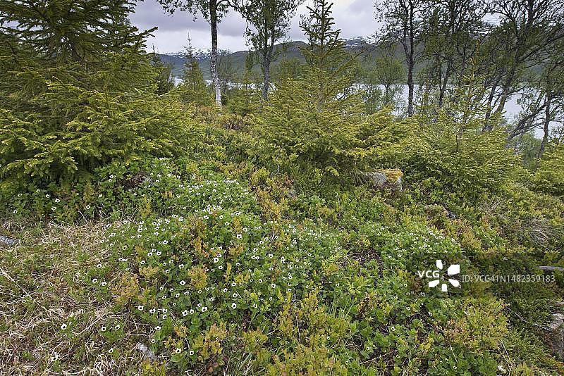 瑞典山茱萸，挪威图片素材